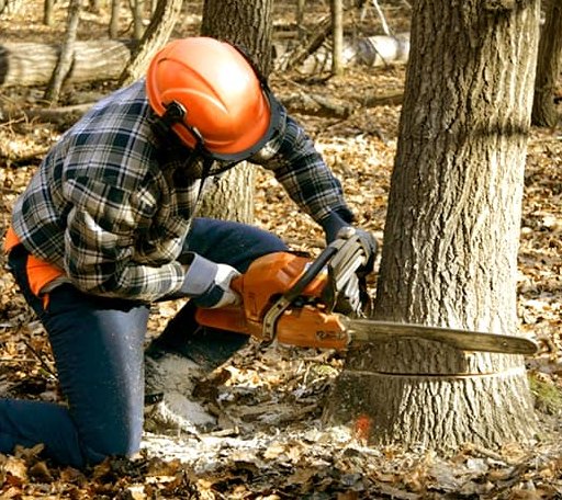 Tree Removal in Seymour, TX